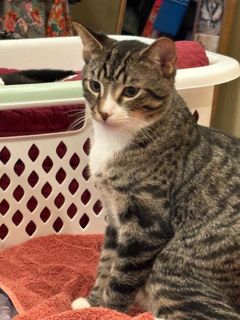 Enlarge Jackson / Alex, a Adoptable mixed breed in Minneapolis, MN image 3/6