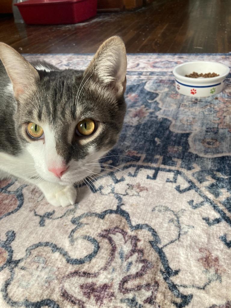 Enlarge Jackson / Alex, a Adoptable mixed breed in Minneapolis, MN image 4/6