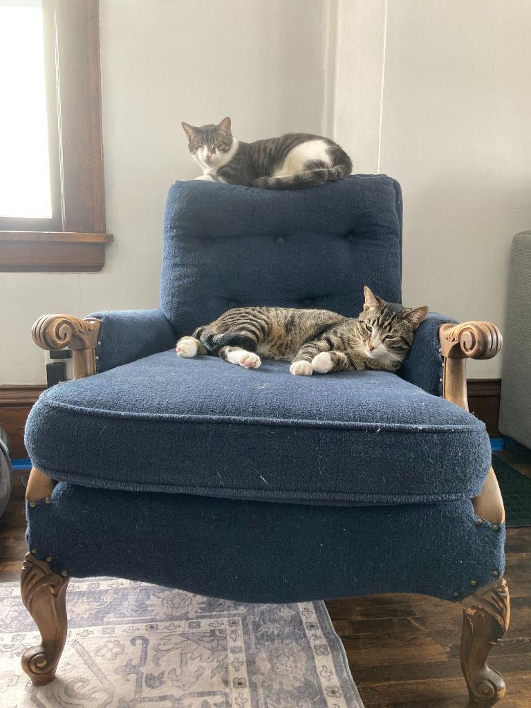 Enlarge Jackson / Alex, a Adoptable mixed breed in Minneapolis, MN image 1/6