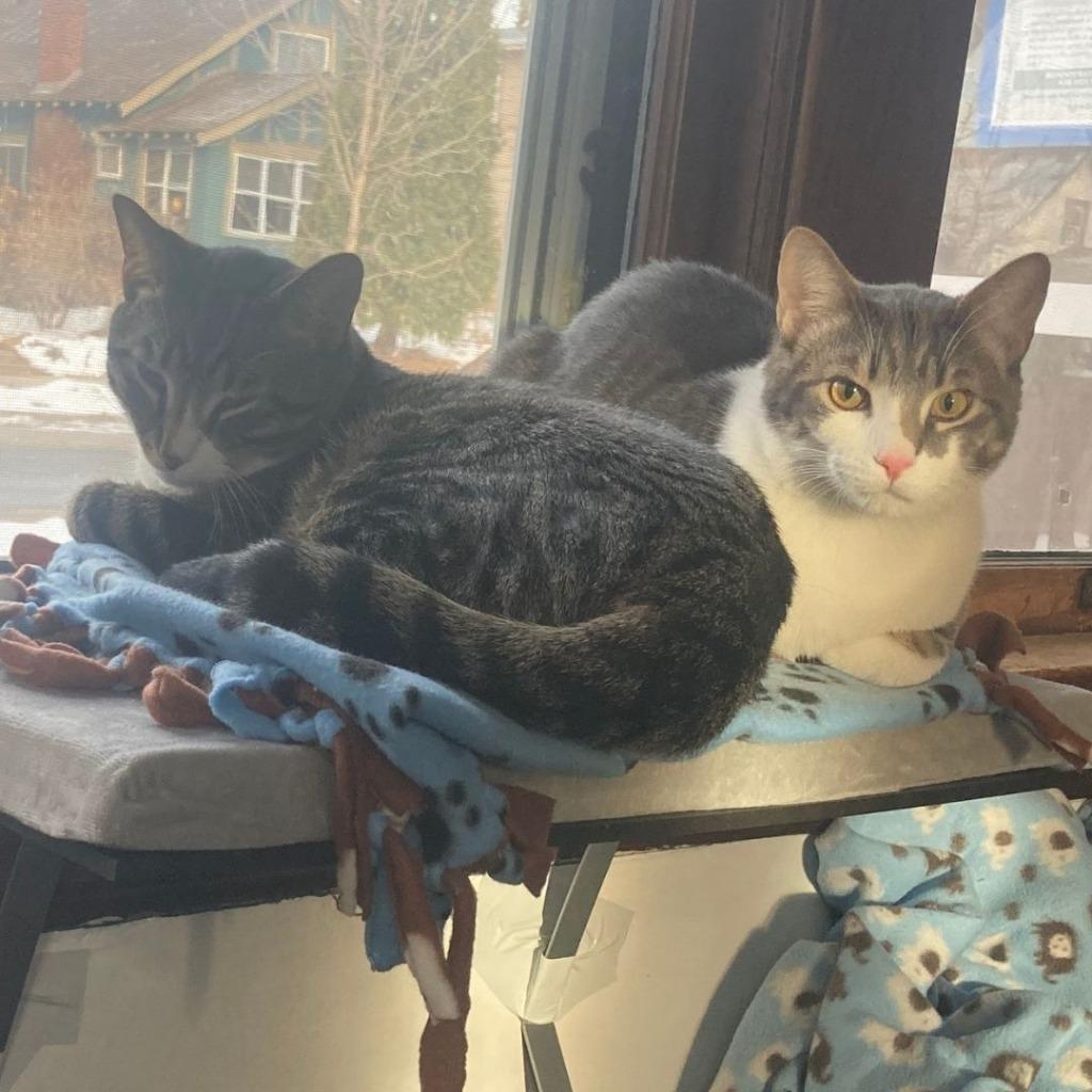 Jackson / Alex, Adoptable, Young Male Domestic Short Hair.