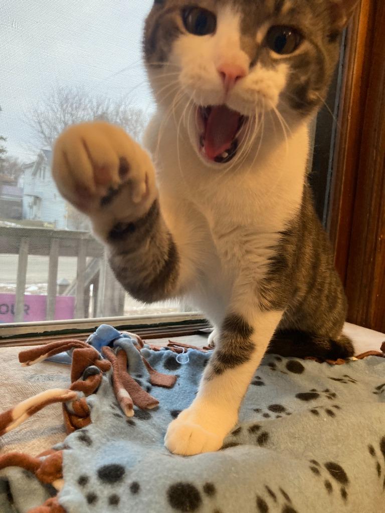 Enlarge Jackson / Alex, a Adoptable mixed breed in Minneapolis, MN image 2/6