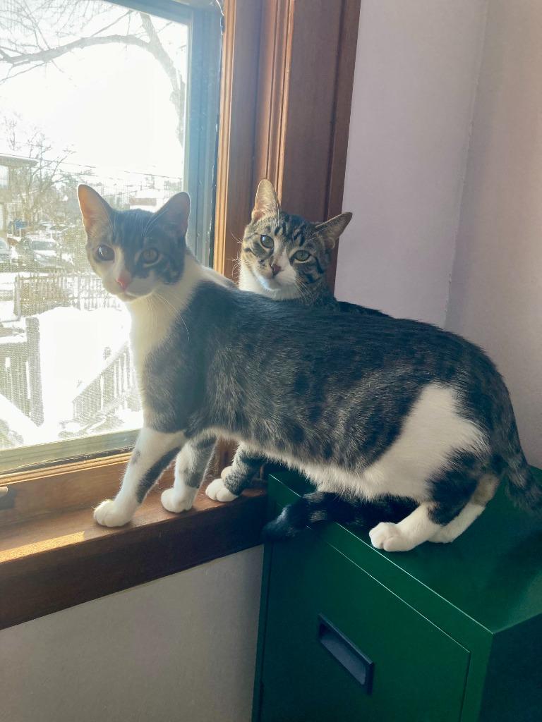 Enlarge Jackson / Alex, a Adoptable mixed breed in Minneapolis, MN image 5/6