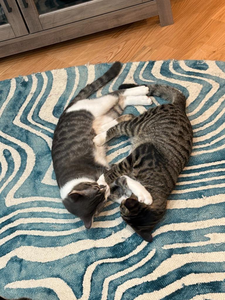 Enlarge Jackson / Alex, a Adoptable mixed breed in Minneapolis, MN image 1/6