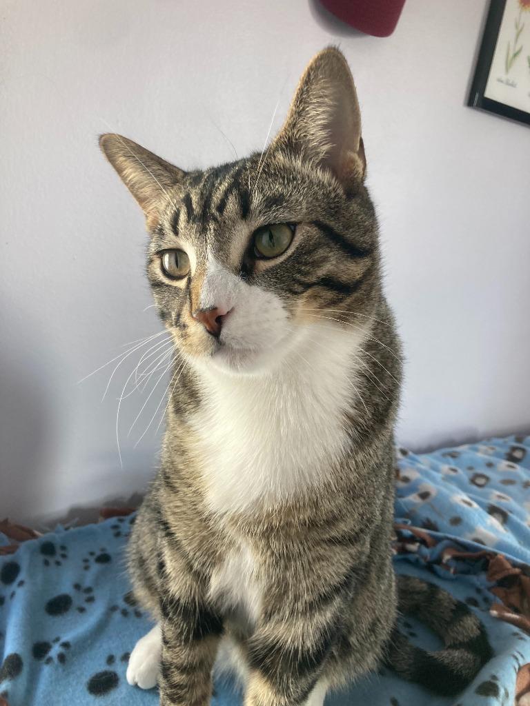 Enlarge Jackson / Alex, a Adoptable mixed breed in Minneapolis, MN image 6/6