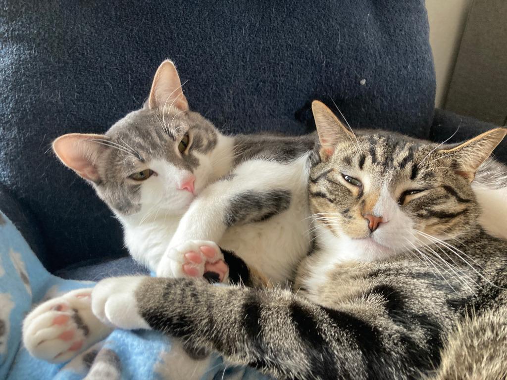 Enlarge Jackson / Alex, a Adoptable mixed breed in Minneapolis, MN image 5/6