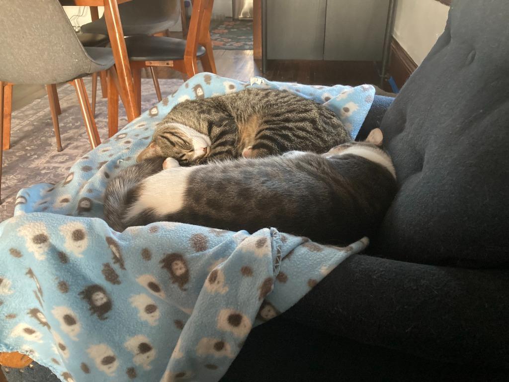 Enlarge Jackson / Alex, a Adoptable mixed breed in Minneapolis, MN image 5/6