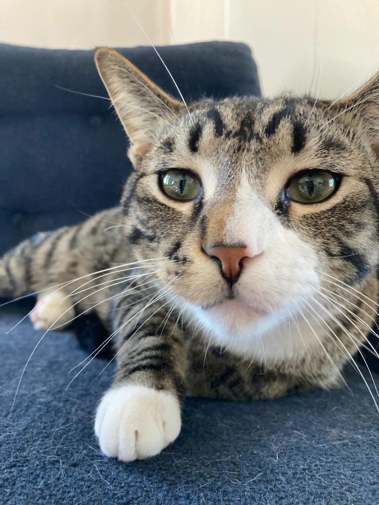 Enlarge Jackson / Alex, a Adoptable mixed breed in Minneapolis, MN image 6/6