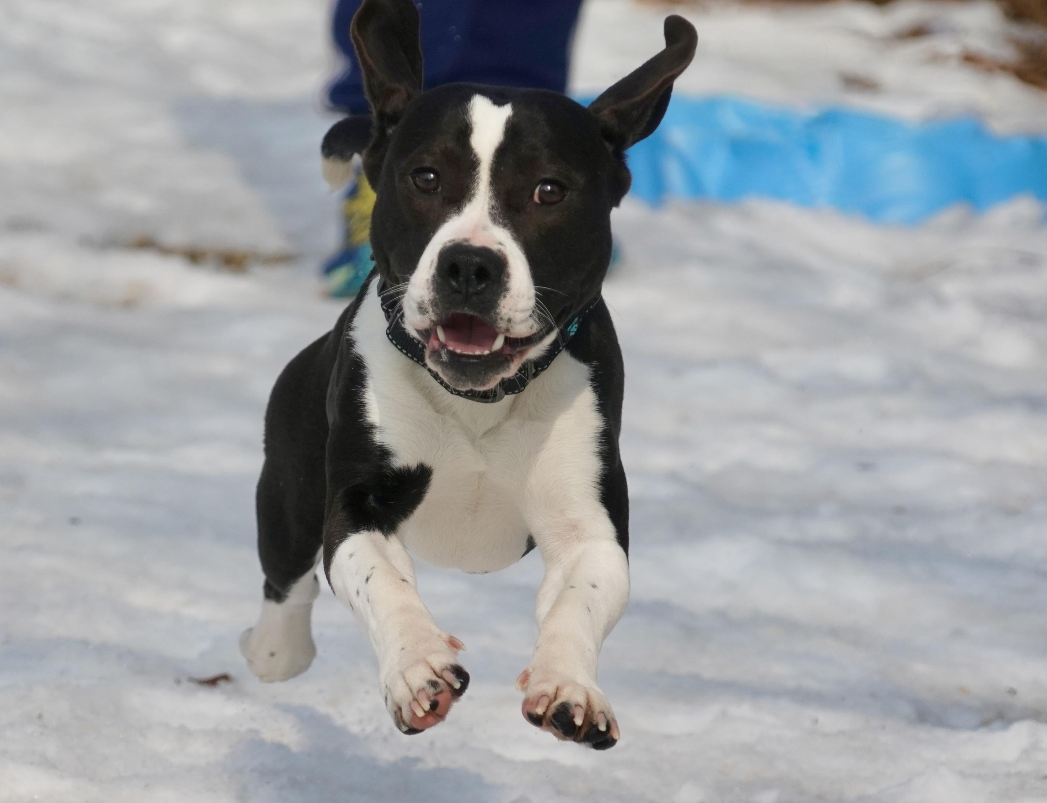 Stewie, ADOPTABLE, Young Male Beagle & Pit Bull Terrier.