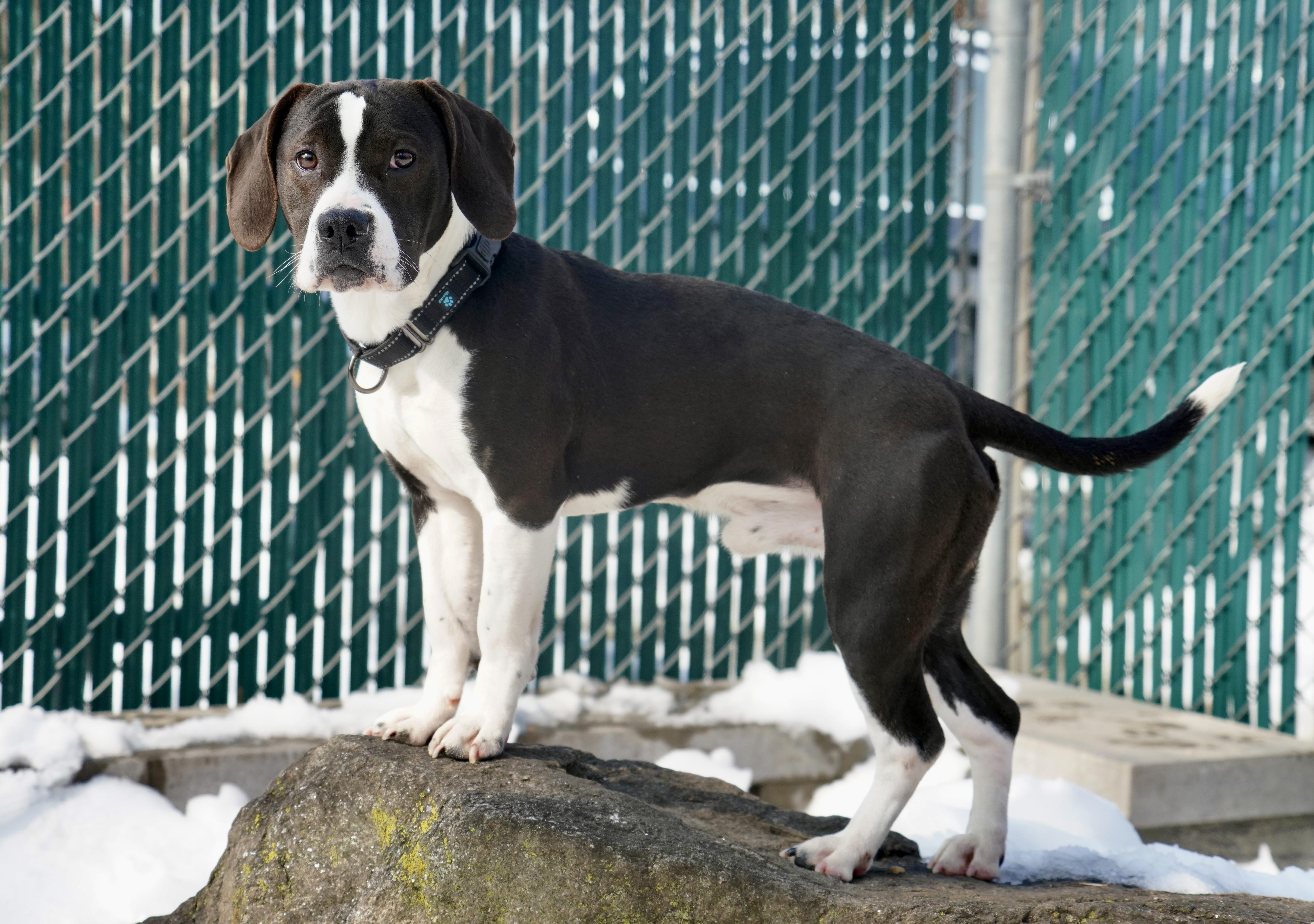 Enlarge Stewie, a ADOPTABLE mixed breed in New Rochelle, NY image 3/5