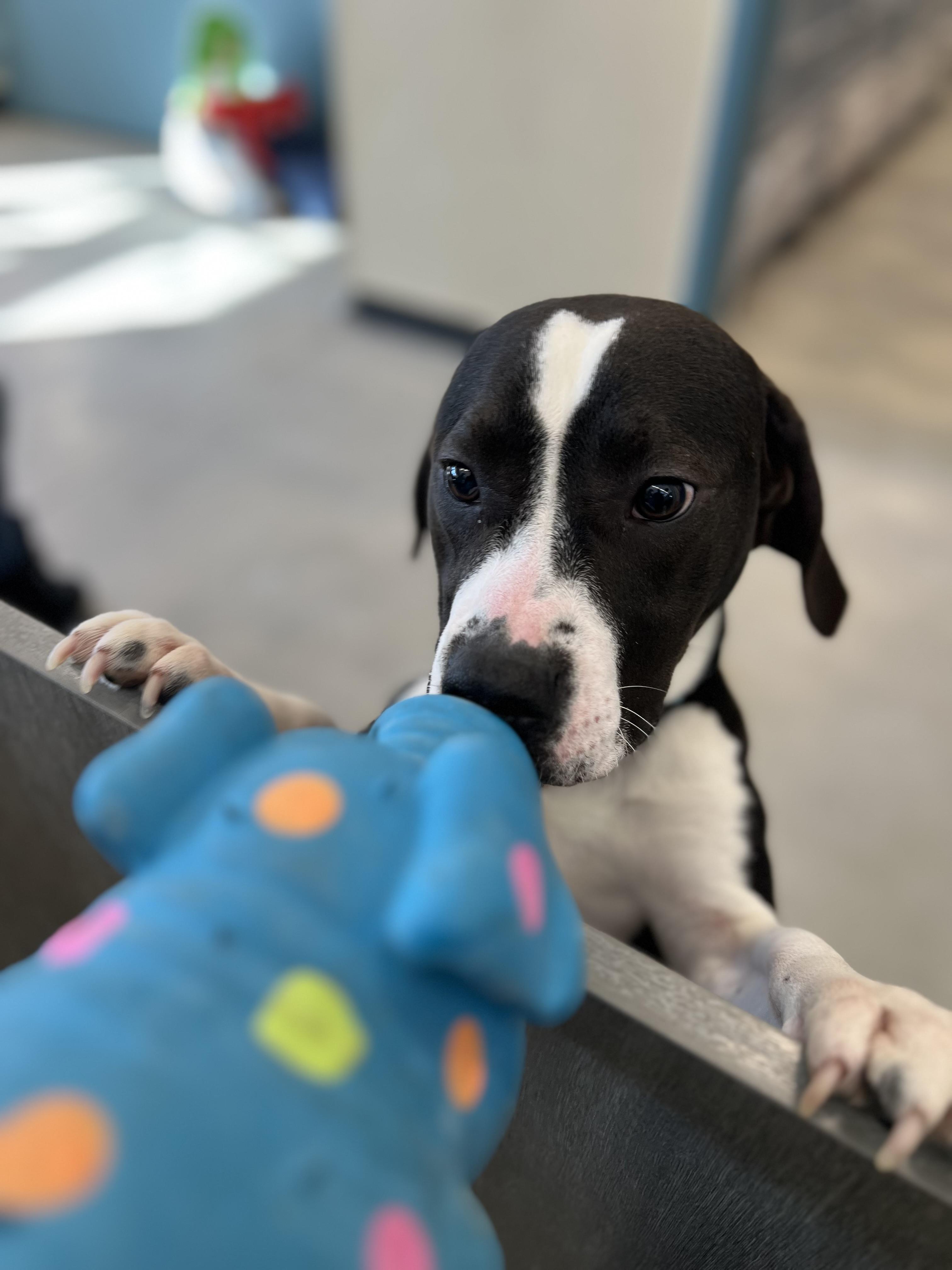 Enlarge Stewie, a ADOPTABLE mixed breed in New Rochelle, NY image 4/5