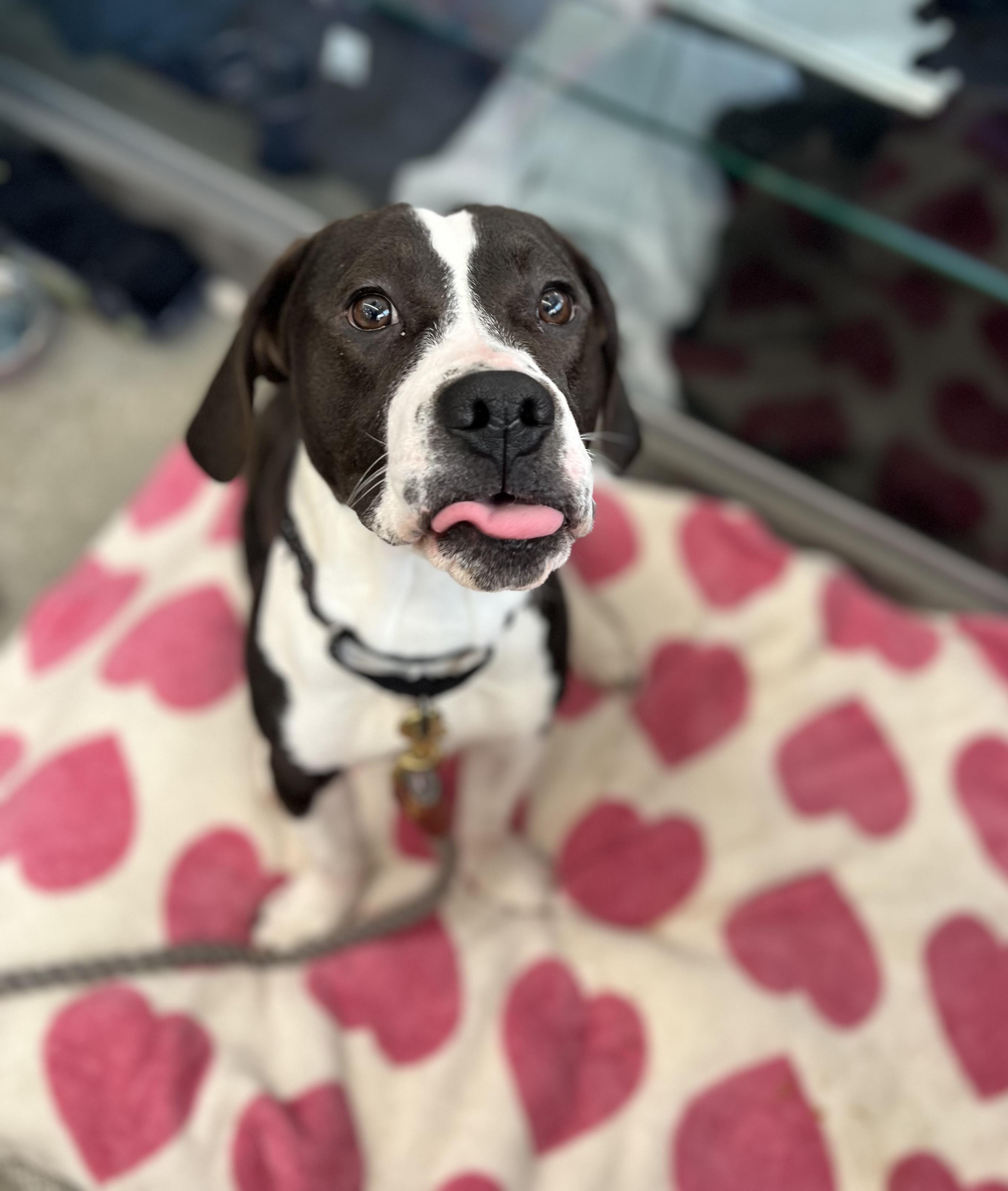 Enlarge Stewie, a ADOPTABLE mixed breed in New Rochelle, NY image 2/5