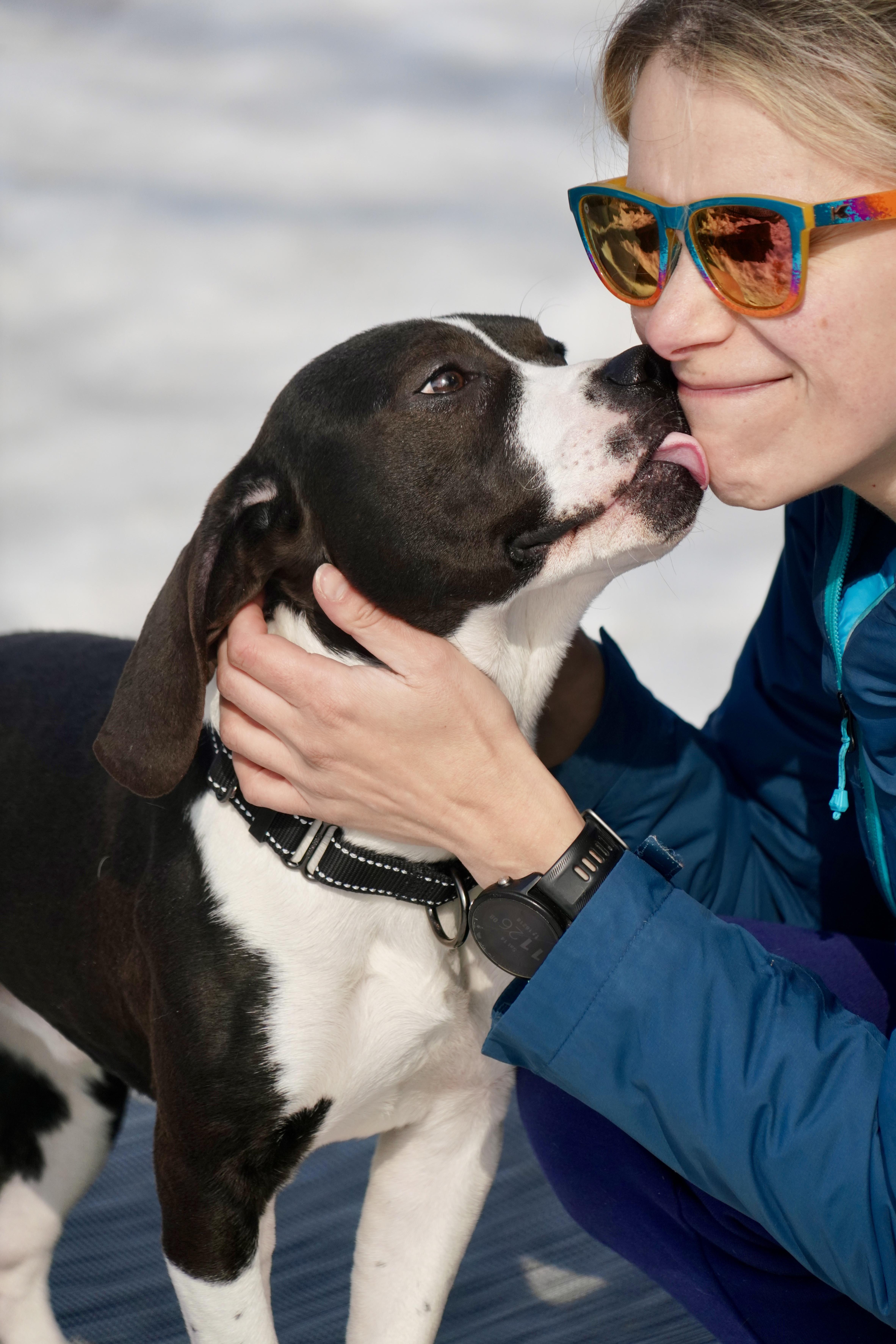Enlarge Stewie, a ADOPTABLE mixed breed in New Rochelle, NY image 5/5