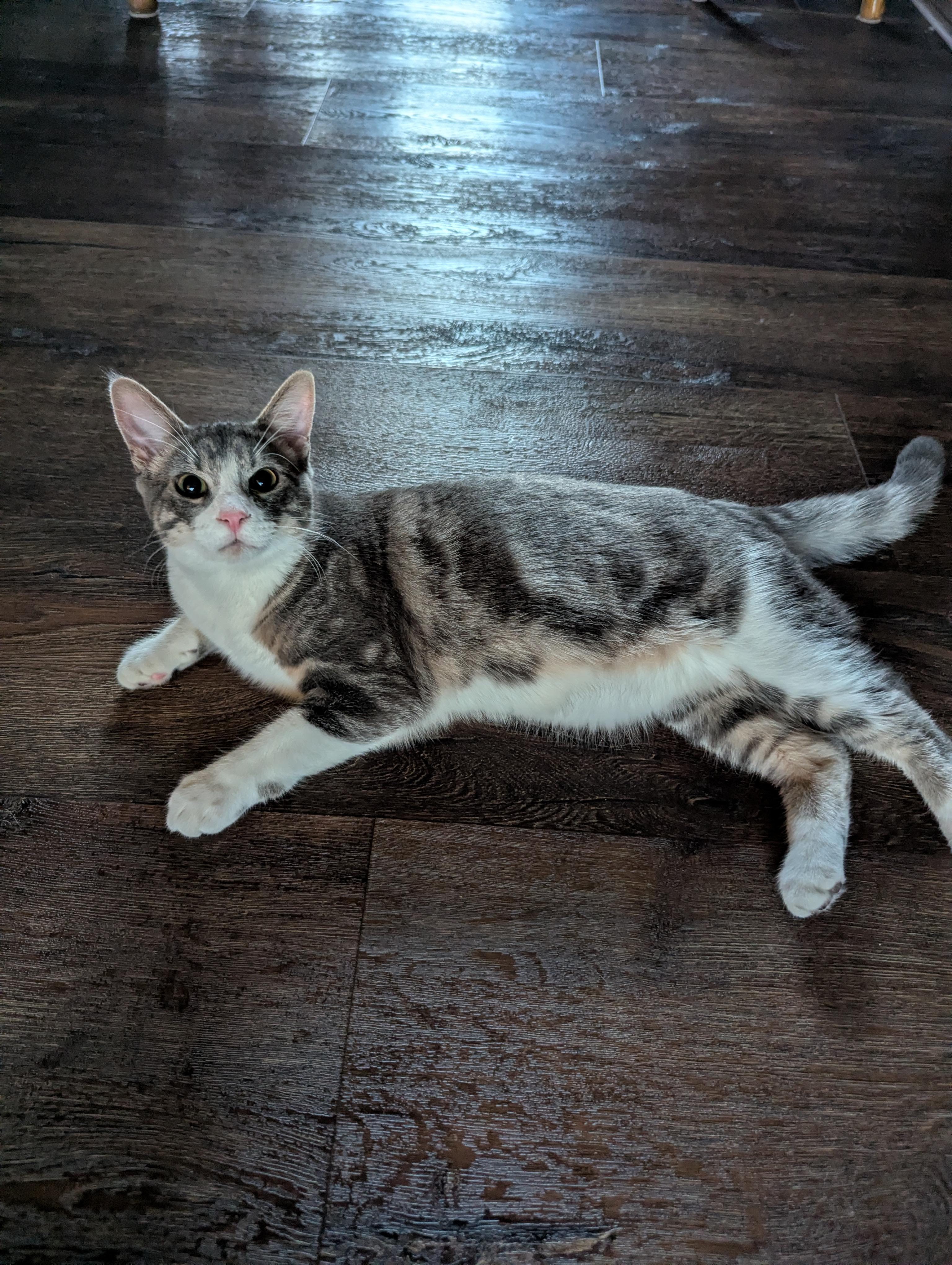 Norman, a Adoptable Domestic Short Hair image 1/2