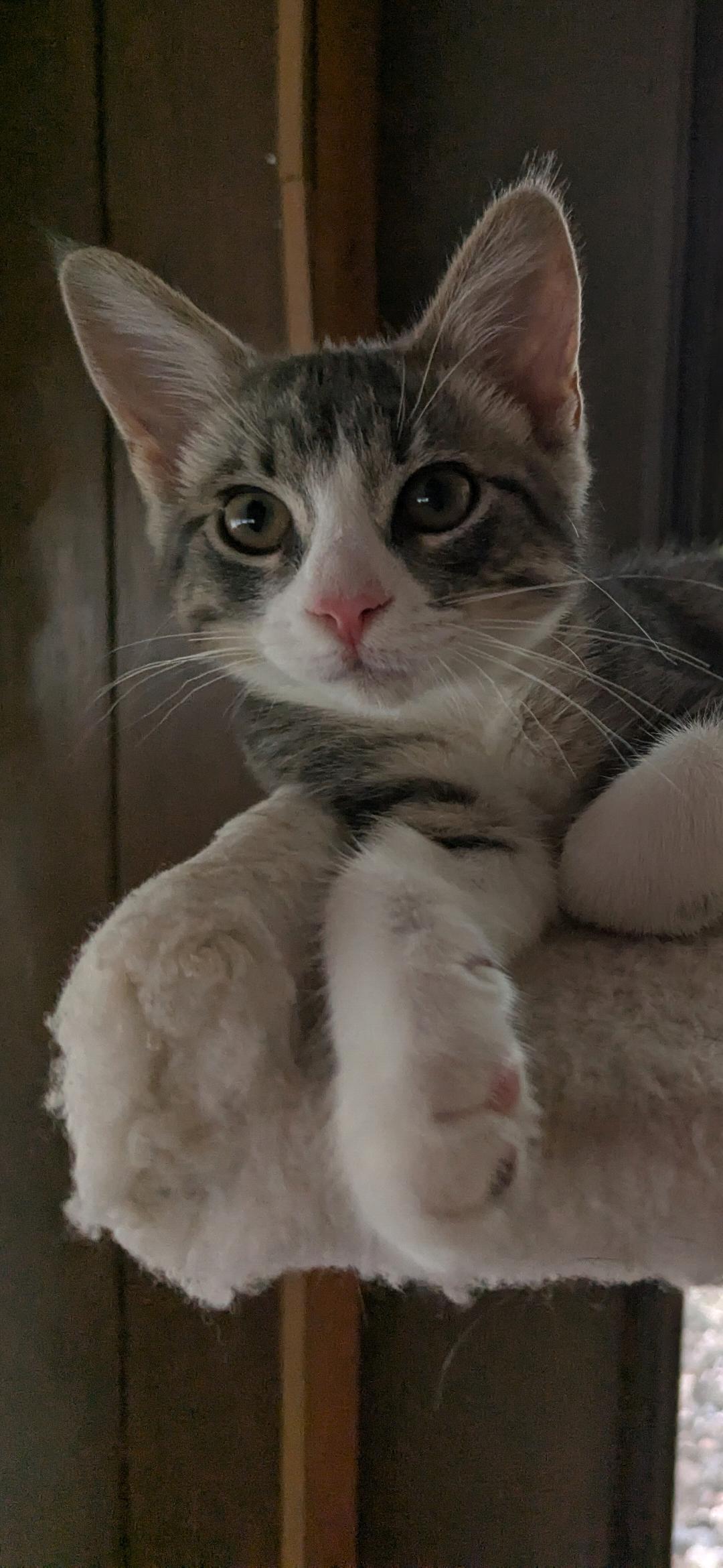 Norman, an adoptable Domestic Short Hair in Medford, WI, 54451 | Photo Image 1