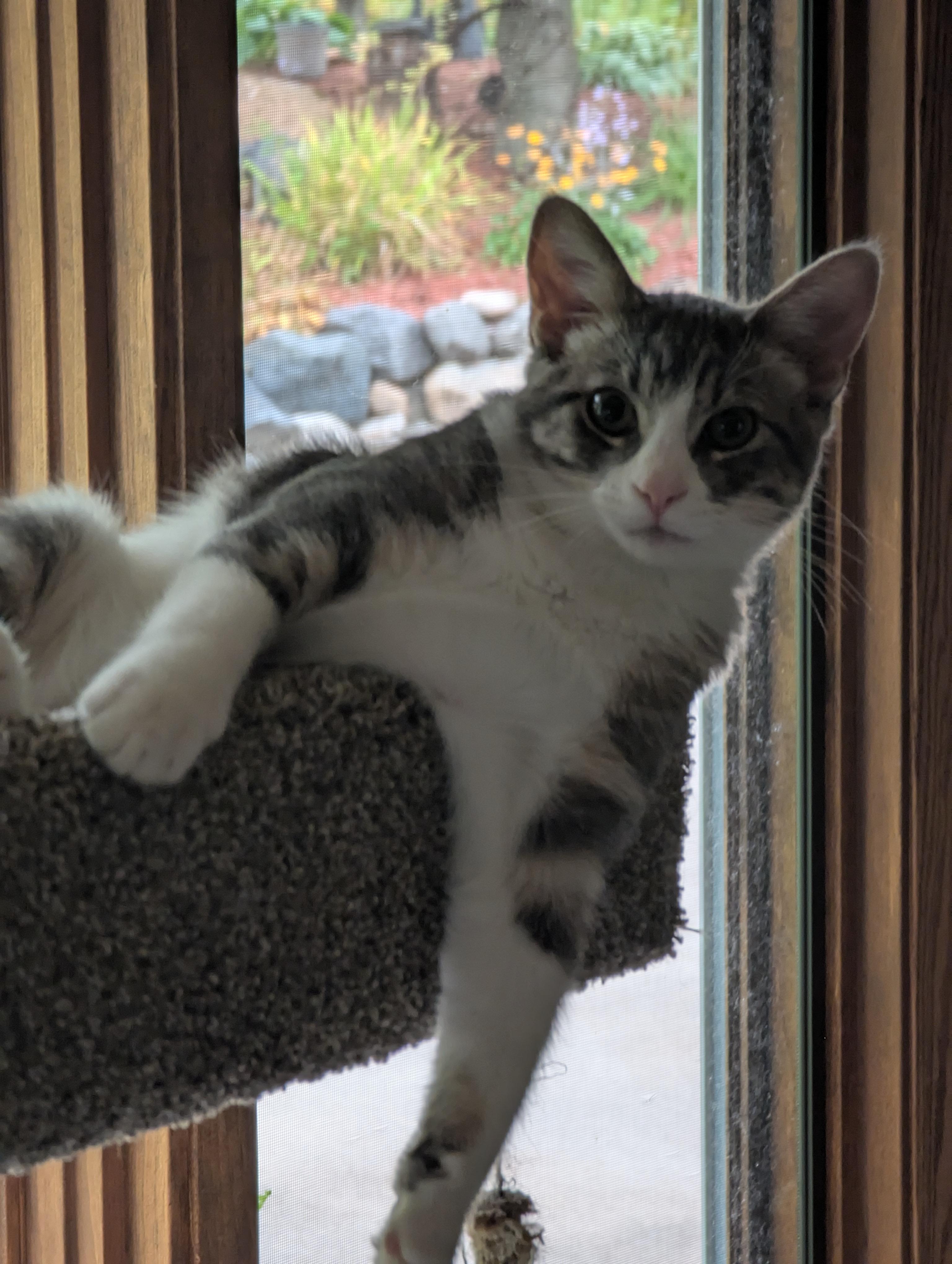 Norman, an adoptable Domestic Short Hair in Medford, WI, 54451 | Photo Image 2