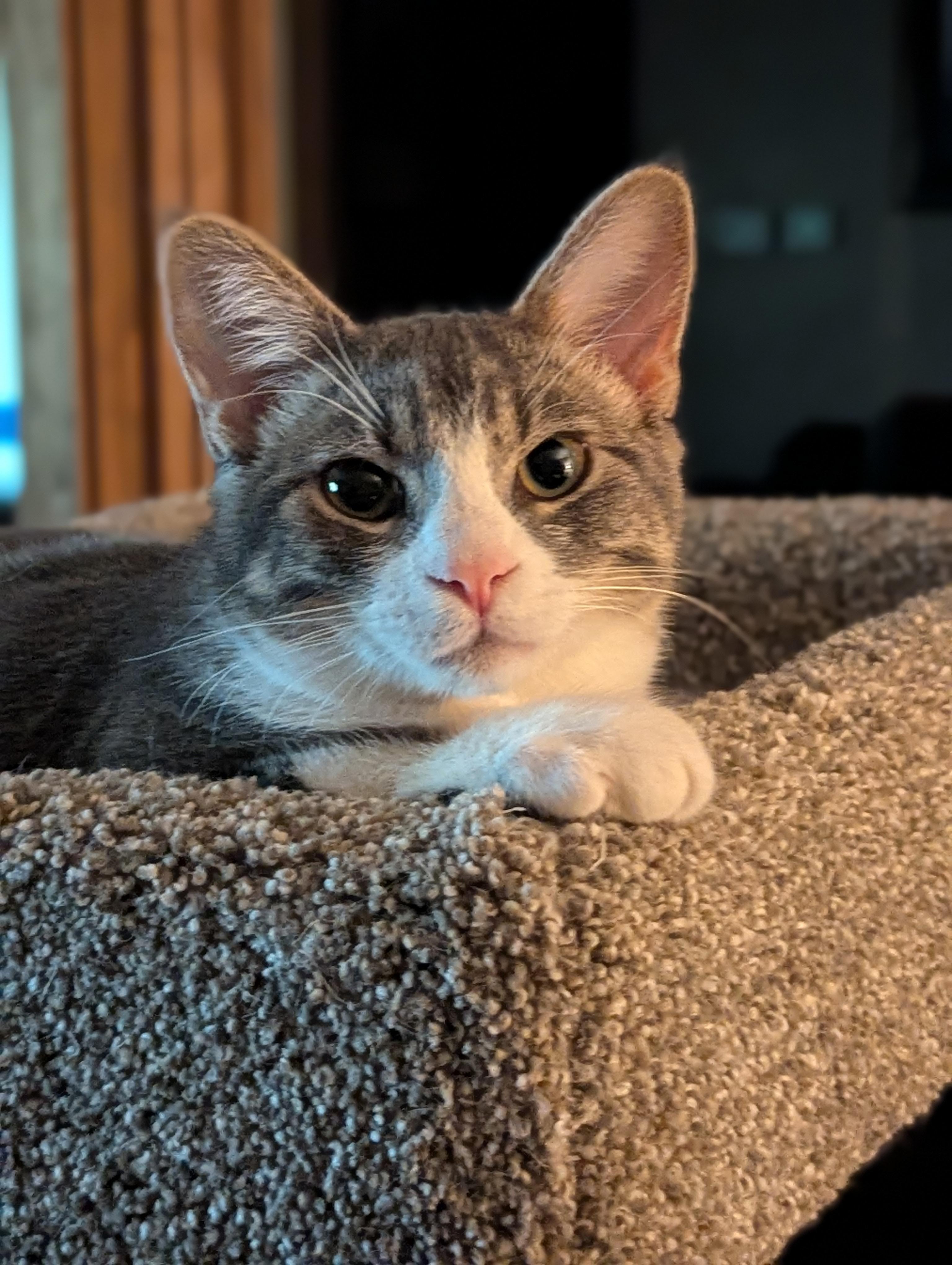 Norman, a Adoptable Domestic Short Hair image 2/2