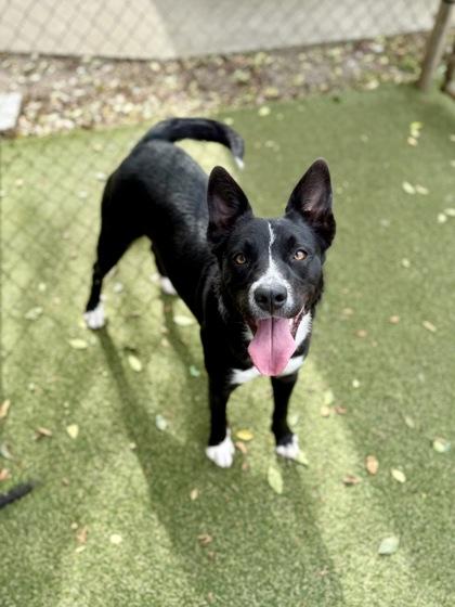 Enlarge Velvet, a Adoptable mixed breed in Picayune, MS image 1/3