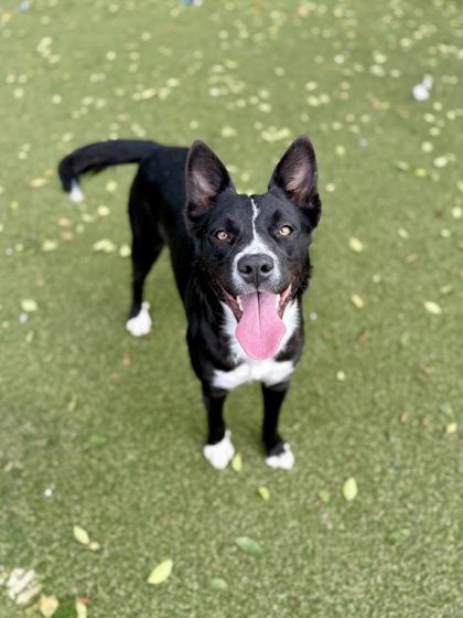 Enlarge Velvet, a Adoptable mixed breed in Picayune, MS image 2/3