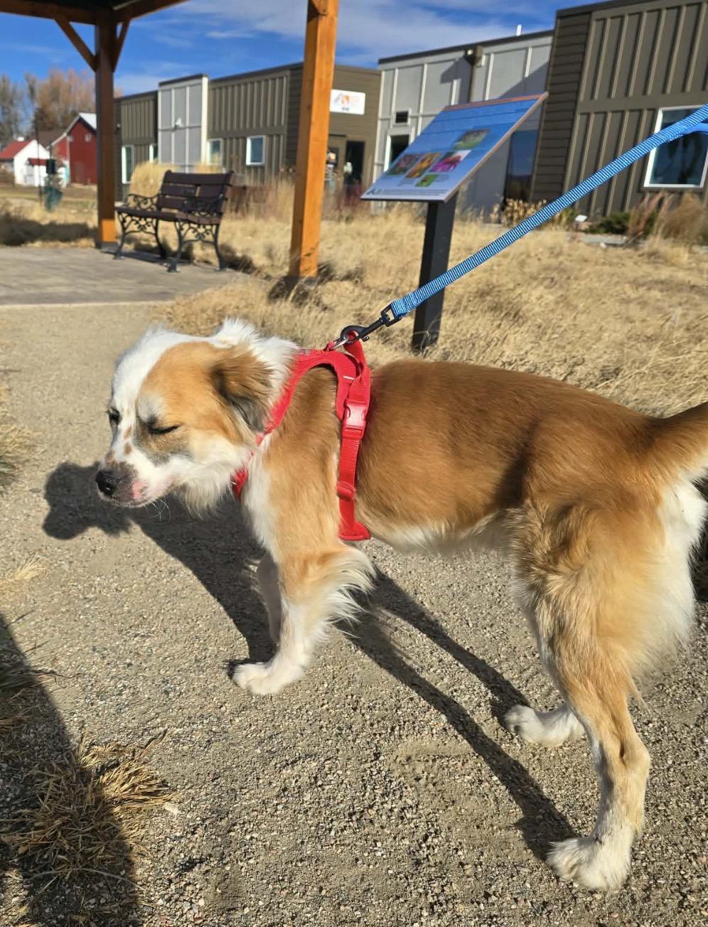 Enlarge Skipper, an adopted mixed breed in Fort Collins, CO image 3/6