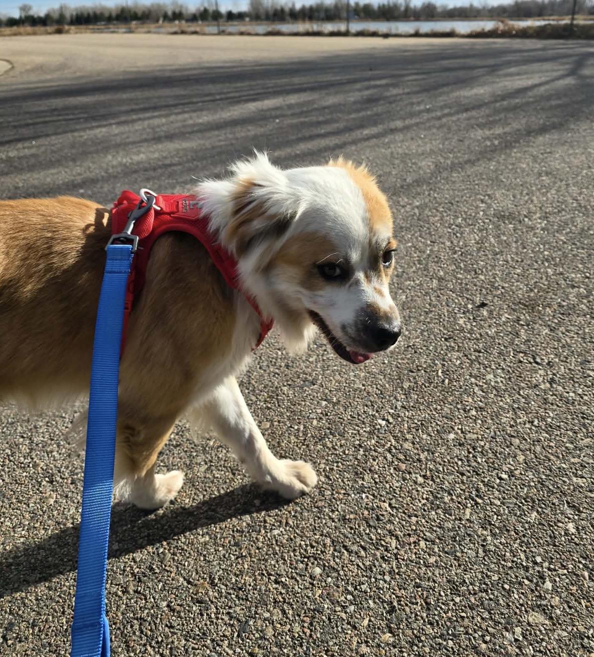 Enlarge Skipper, an adopted mixed breed in Fort Collins, CO image 5/6
