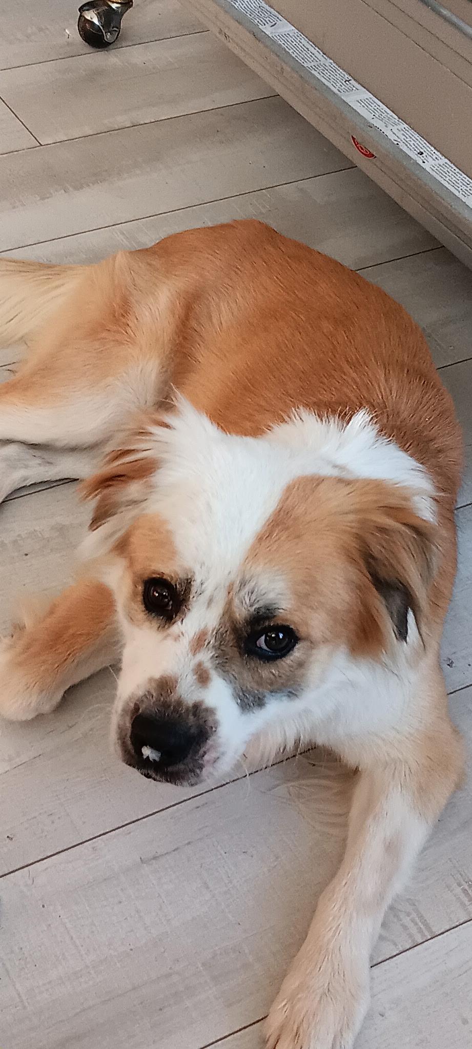 Enlarge Skipper, an adopted mixed breed in Fort Collins, CO image 2/6