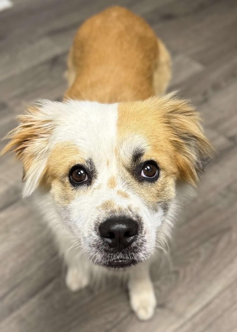 Skipper, adopted, Adult Male Australian Shepherd & Cavalier King Charles Spaniel.