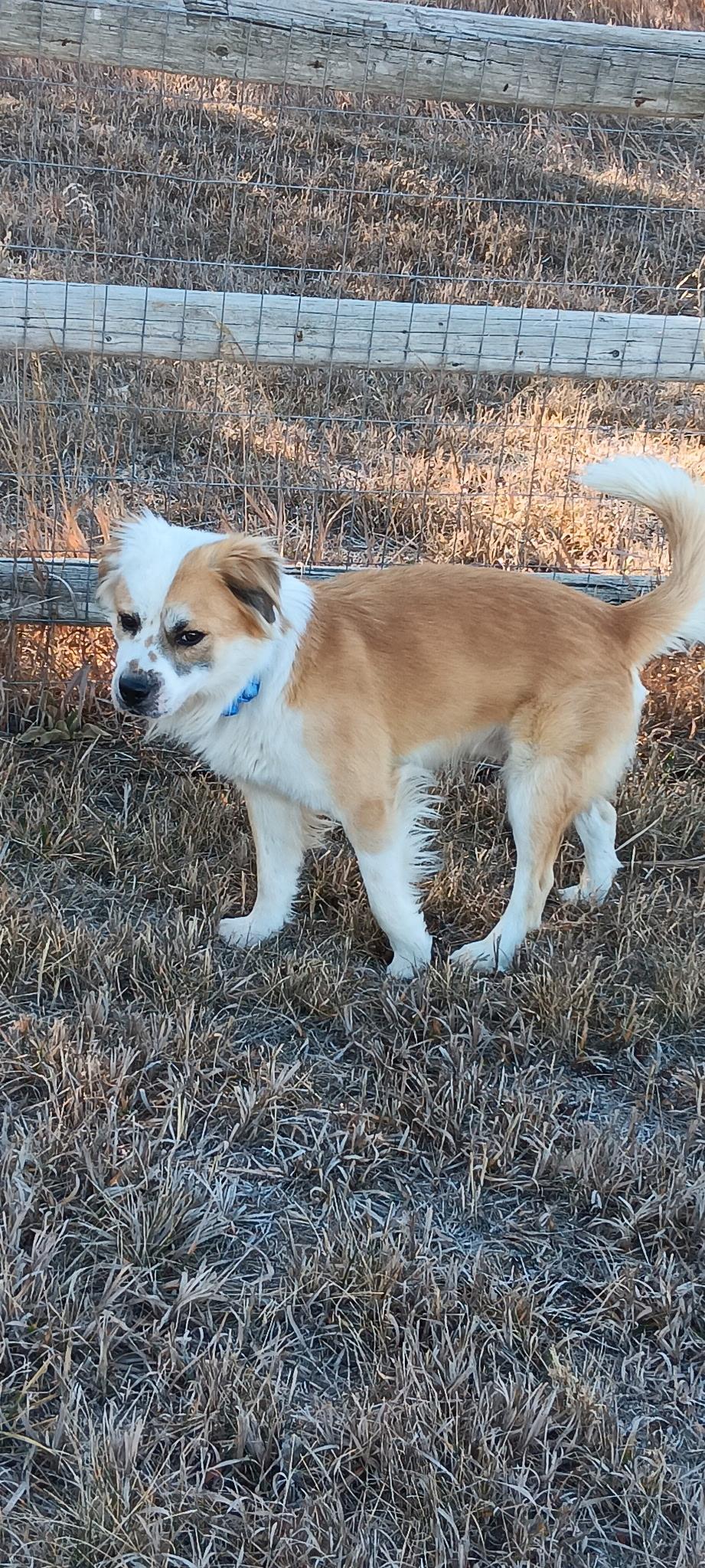 Enlarge Skipper, an adopted mixed breed in Fort Collins, CO image 6/6