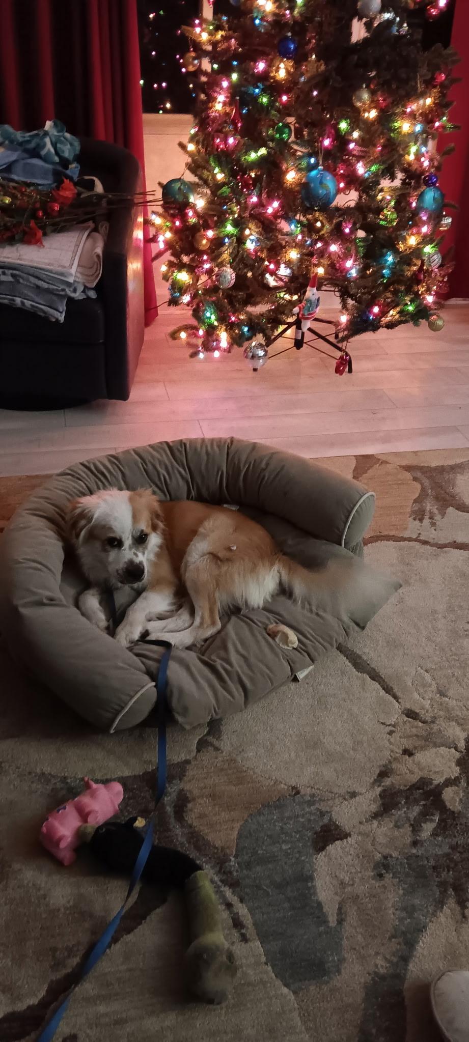 Enlarge Skipper, an adopted mixed breed in Fort Collins, CO image 4/6
