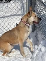 Velma, a Adoptable Mixed Breed in Hamilton, MT image 3/4