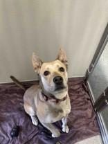 Velma, a Adoptable Mixed Breed in Hamilton, MT image 2/4