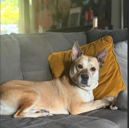 Velma, adoptable, Adult Female Mixed Breed.