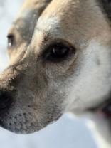 Velma, a Adoptable Mixed Breed in Hamilton, MT image 4/4