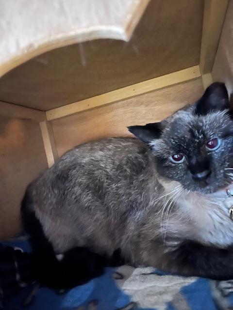 Ruby, ADOPTABLE, Adult Female Siamese.