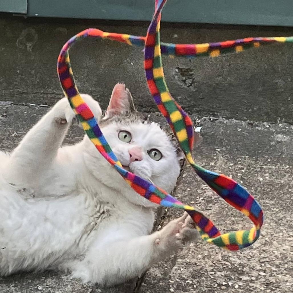 Enlarge Angel, a Adoptable Domestic Short Hair in Chicago, IL image 1/3