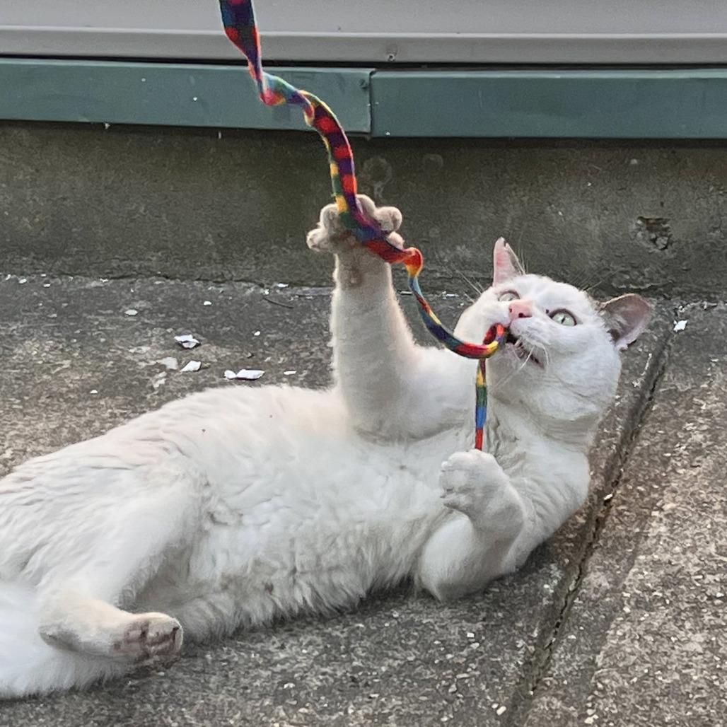 Enlarge Angel, a Adoptable Domestic Short Hair in Chicago, IL image 2/3