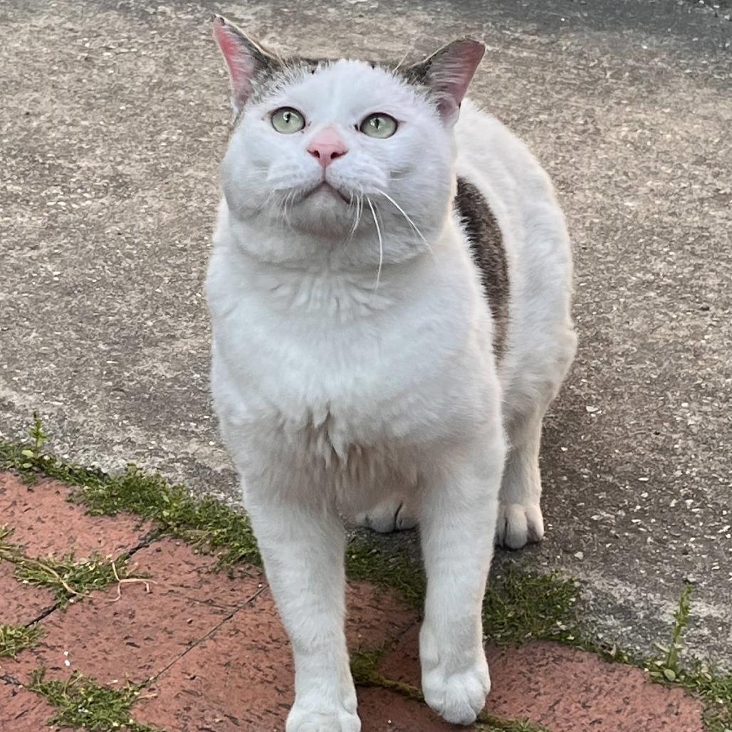 Enlarge Angel, a Adoptable Domestic Short Hair in Chicago, IL image 3/3