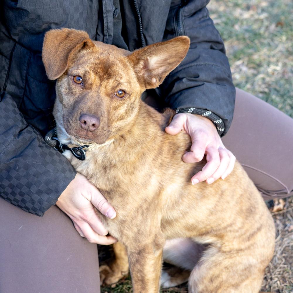 Enlarge Blossum  (Female), a Adoptable mixed breed in West Grove, PA image 2/6