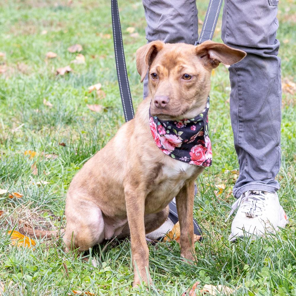 Enlarge Blossum  (Female), a Adoptable mixed breed in West Grove, PA image 2/6