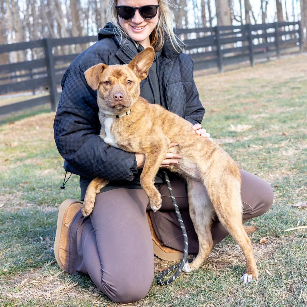 Enlarge Blossum  (Female), a Adoptable mixed breed in West Grove, PA image 3/6