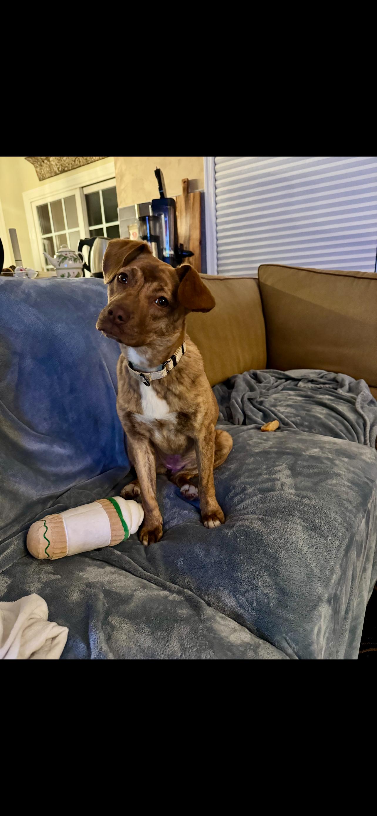 Enlarge Blossum  (Female), a Adoptable mixed breed in West Grove, PA image 5/6