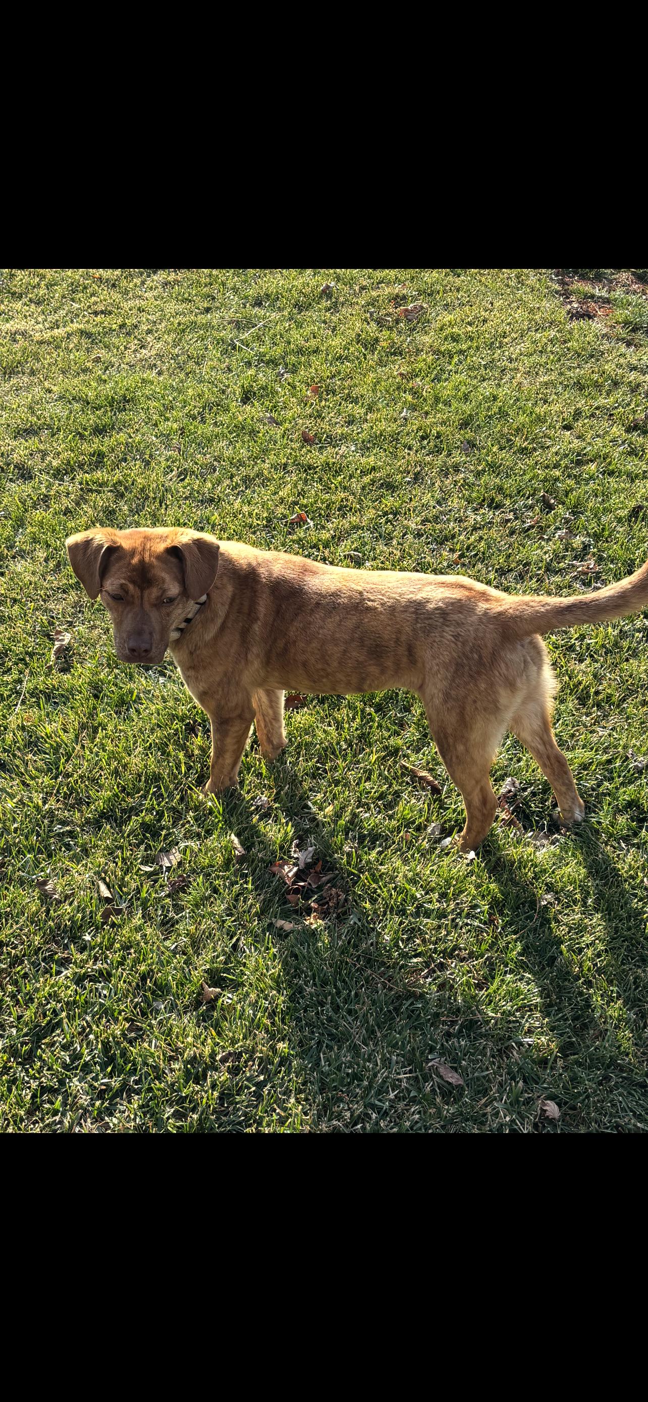 Enlarge Blossum  (Female), a Adoptable mixed breed in West Grove, PA image 4/6