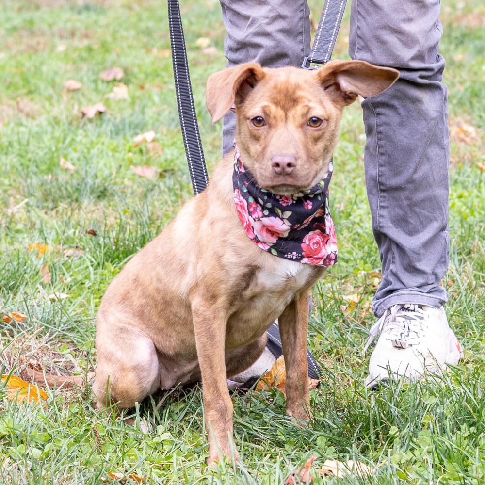 Enlarge Blossum  (Female), a Adoptable mixed breed in West Grove, PA image 4/6