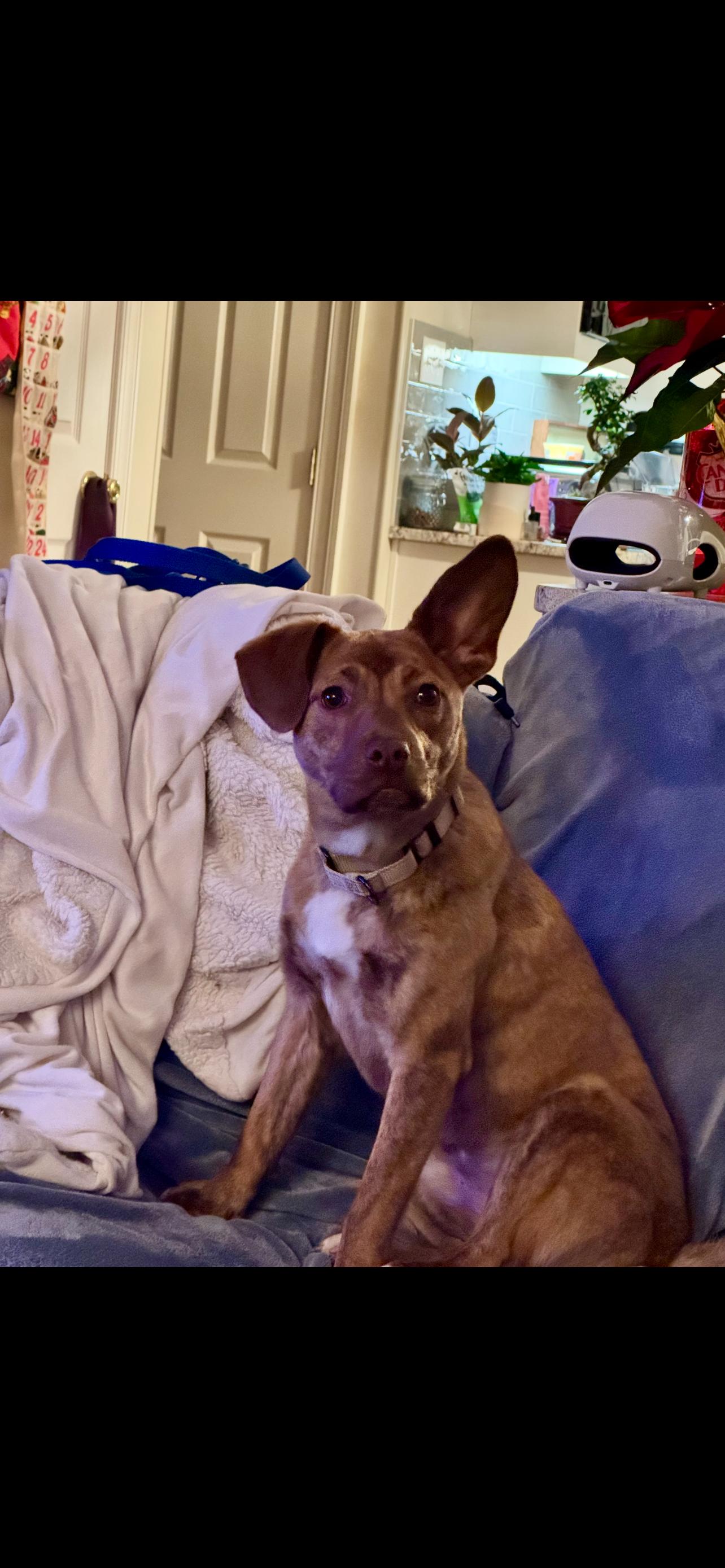 Enlarge Blossum  (Female), a Adoptable mixed breed in West Grove, PA image 1/6