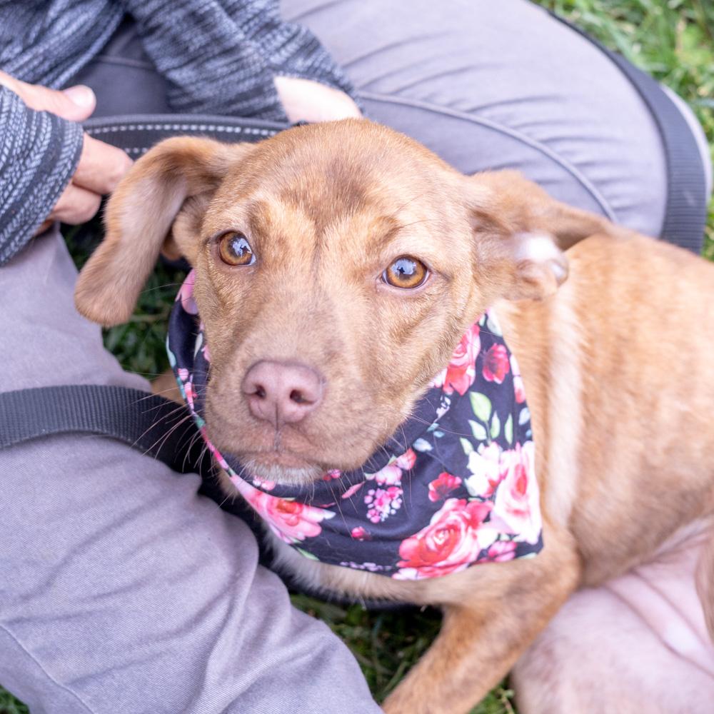 Enlarge Blossum  (Female), a Adoptable mixed breed in West Grove, PA image 5/6