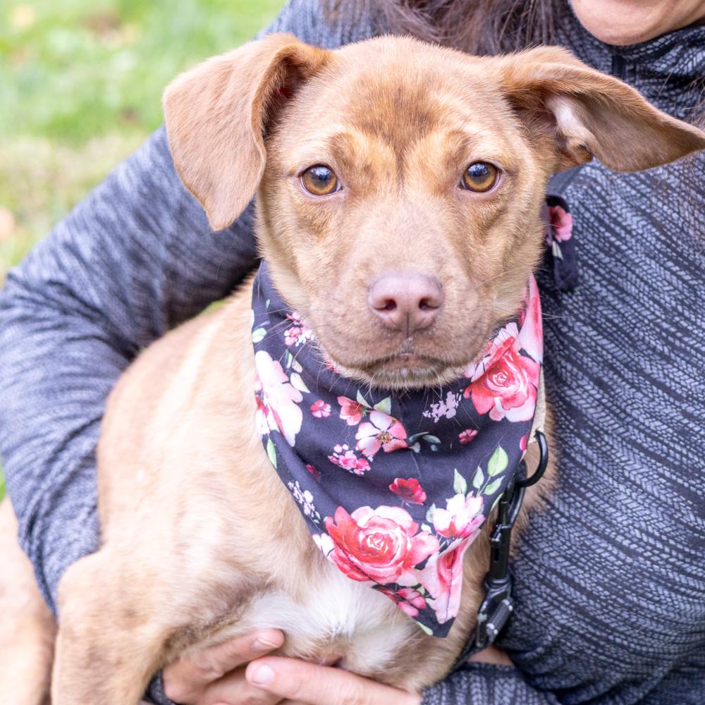 Blossum (Female), Adoptable, Young Female Mountain Cur & Feist.