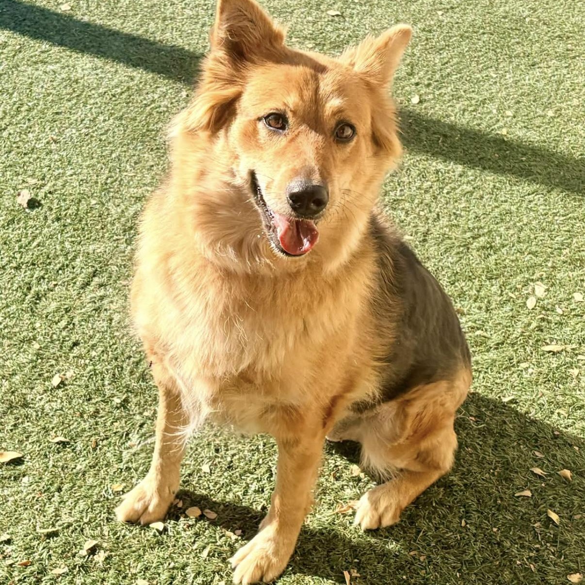 Enlarge Jada, a Adopted mixed breed in Salinas, CA image 3/3