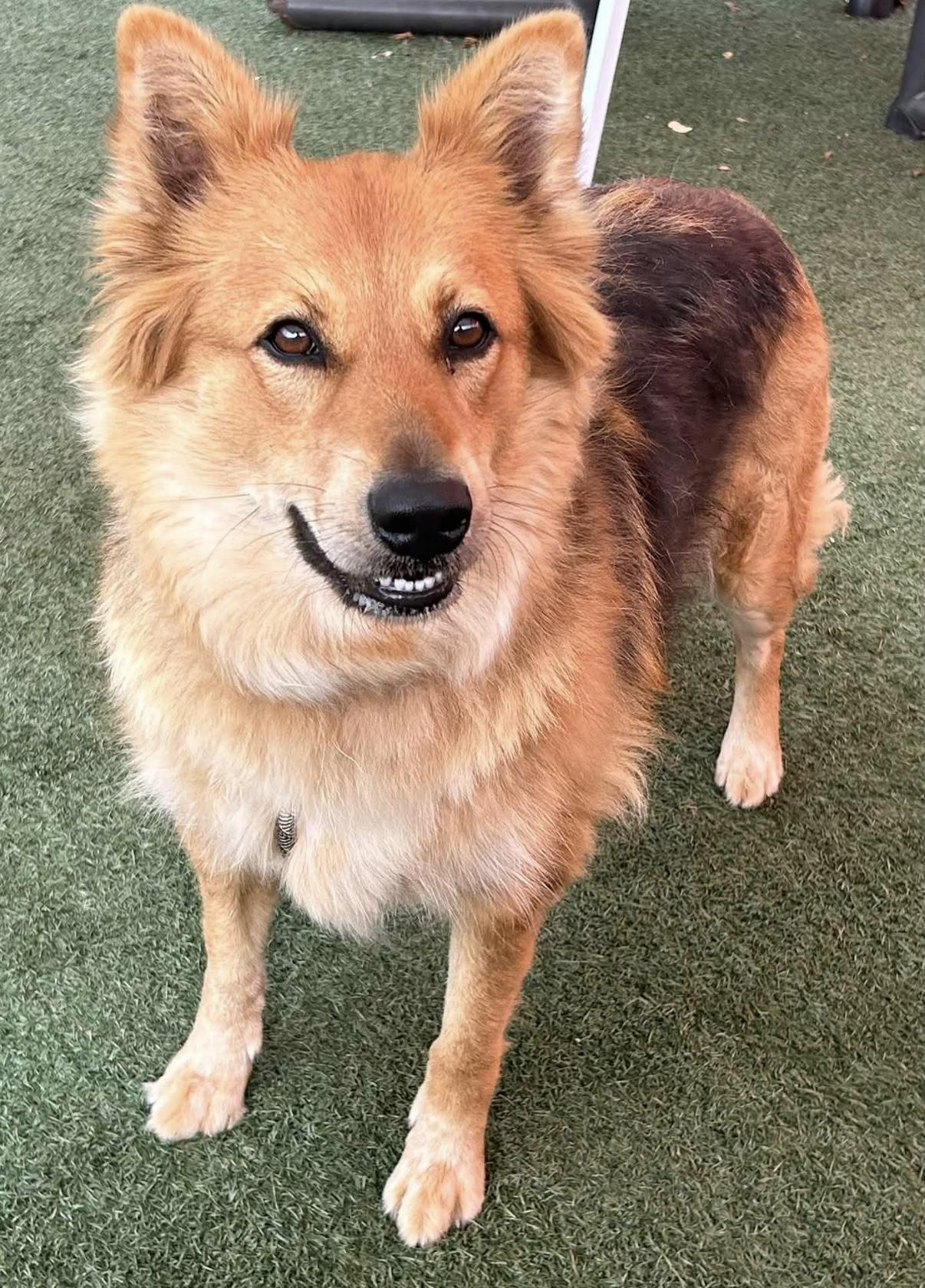 Enlarge Jada, a Adopted mixed breed in Salinas, CA image 2/3