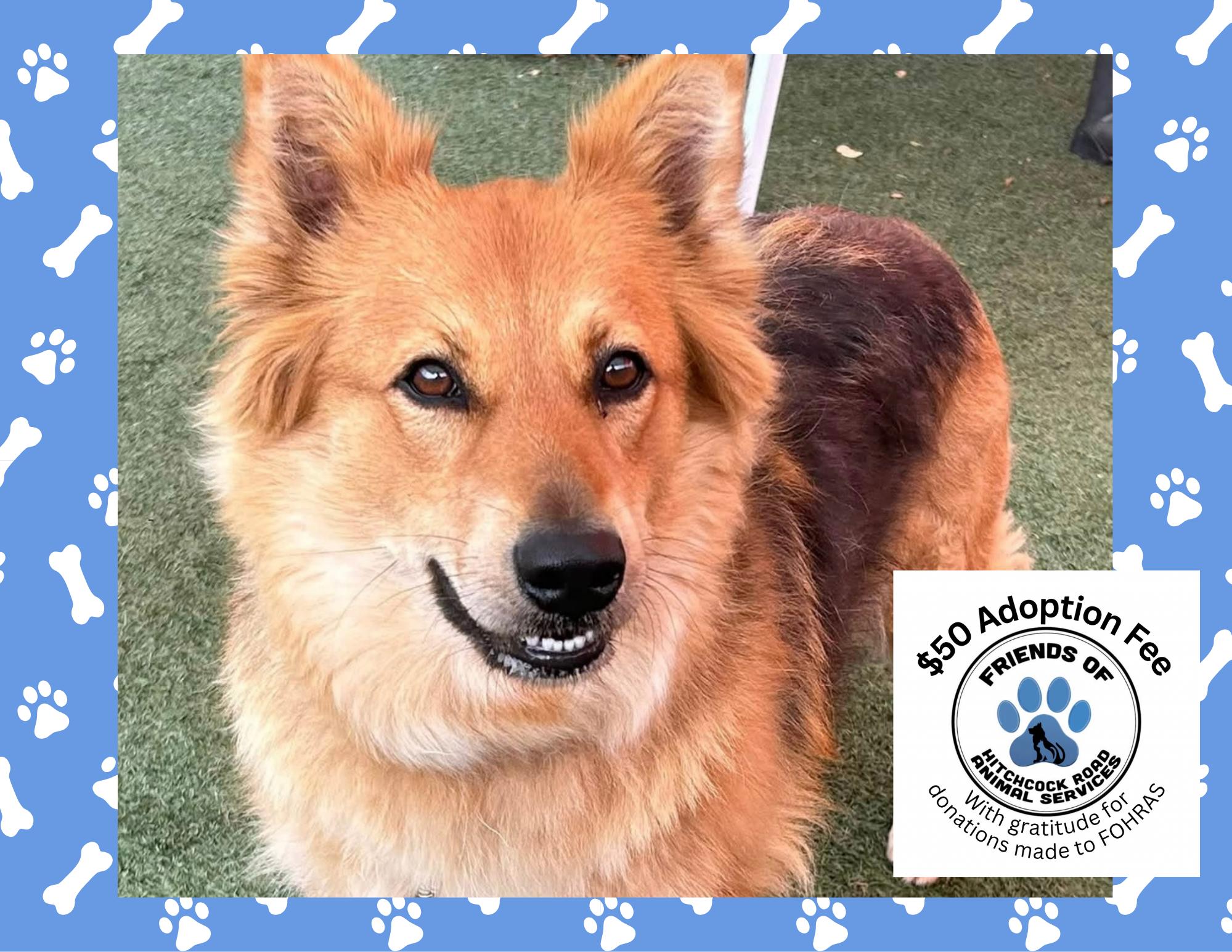 Jada, Adopted, Adult Female Australian Shepherd.