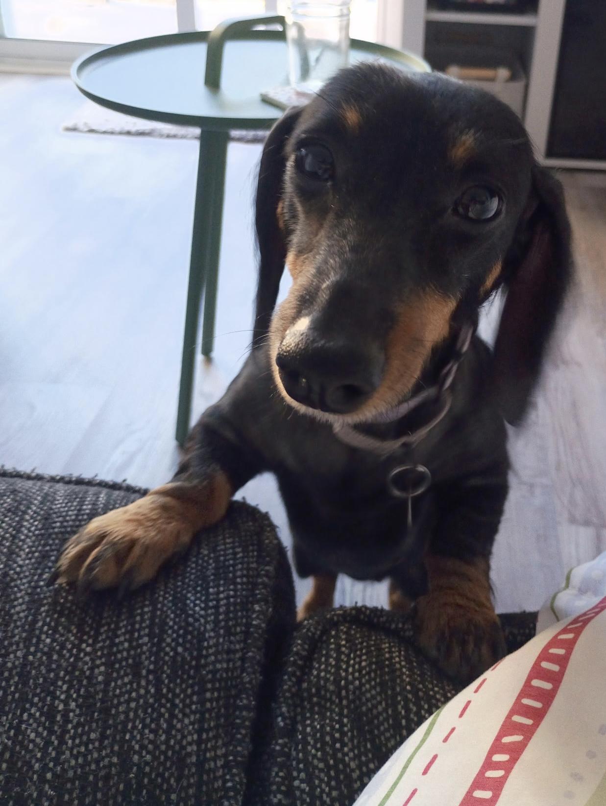 Enlarge Luna, a ADOPTABLE Dachshund in Cleveland, OH image 1/4