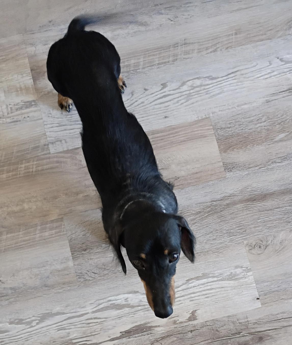 Enlarge Luna, a ADOPTABLE Dachshund in Cleveland, OH image 3/4